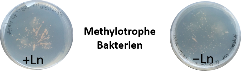 Agarplatten mit und ohne Lanthanoide