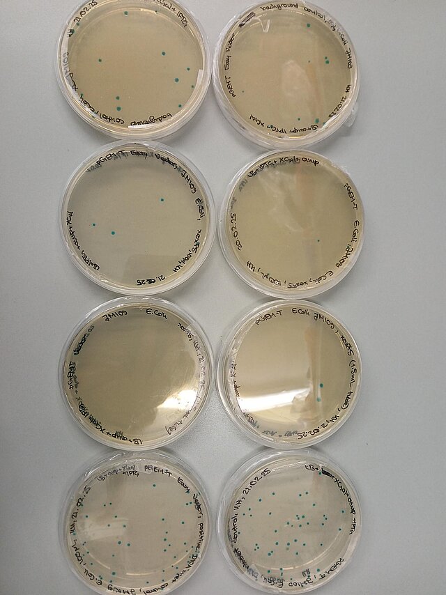 Agarplatten mit E. coli im Blue-White-Screening